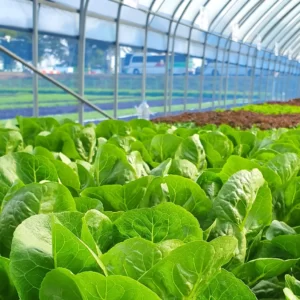 Agriculture